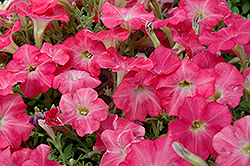 Suncatcher Coral Prism Petunia (Petunia 'Suncatcher Coral Prism') at Lakeshore Garden Centres
