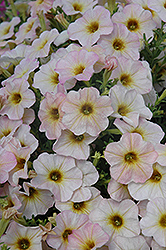 SuperCal Vanilla Blush Petchoa (Petchoa 'SuperCal Vanilla Blush') at Lakeshore Garden Centres