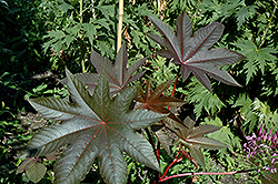 New Zealand Purple Castor Bean (Ricinus communis 'New Zealand Purple') at Lakeshore Garden Centres