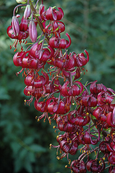 Black Prince Martagon Lily (Lilium martagon 'Black Prince') at Lakeshore Garden Centres