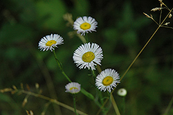 Streamside Fleabane (Erigeron glabellus) at Lakeshore Garden Centres