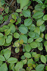Creeping Wintergreen (Gaultheria procumbens) at The Mustard Seed