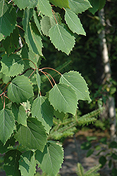 Bigtooth Aspen (Populus grandidentata) at Lakeshore Garden Centres