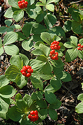 Bunchberry (Cornus canadensis) at Green Thumb Garden Centre