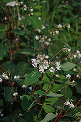 Spreading Dogbane (Apocynum androsaemifolium) at Lakeshore Garden Centres