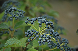 Northern Burgundy Viburnum (Viburnum dentatum 'Morton') at Lakeshore Garden Centres