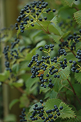 Red Feather Viburnum (Viburnum dentatum 'JN Select') at Lakeshore Garden Centres