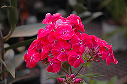 Party Punch Garden Phlox (Phlox paniculata 'Party Punch') at Lakeshore Garden Centres