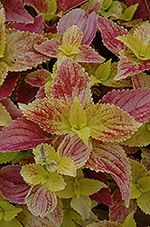 Texas Parking Lot Coleus (Solenostemon scutellarioides 'Texas Parking Lot') at Lakeshore Garden Centres