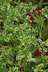El Dorado California Lilac (Ceanothus thyrsiflorus 'El Dorado') at Lakeshore Garden Centres