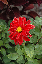 Figaro Red Shades Dahlia (Dahlia 'Figaro Red Shades') at Lakeshore Garden Centres