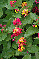 Teenie Genie Lantana (Lantana camara 'Monike') at Lakeshore Garden Centres