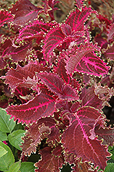 Red Ruffles Coleus (Solenostemon scutellarioides 'Red Ruffles') at Lakeshore Garden Centres