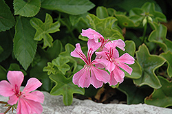 Crocodile Ivy Leaf Geranium (Pelargonium peltatum 'Crocodile') at Lakeshore Garden Centres