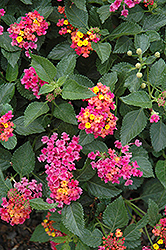 Patriot Petites Rainbow Lantana (Lantana camara 'Patriot Petites Rainbow') at Lakeshore Garden Centres