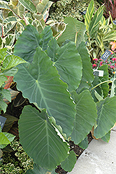 Ruffles Elephant Ear (Colocasia esculenta 'Ruffles') at Lakeshore Garden Centres