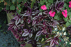 Burgundy Wandering Jew (Tradescantia zebrina 'Burgundy') at Lakeshore Garden Centres