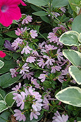 Topaz Pink Fan Flower (Scaevola aemula 'Topaz Pink') at Lakeshore Garden Centres