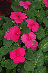 Dazzler Rose Impatiens (Impatiens 'Dazzler Rose') at Lakeshore Garden Centres