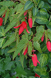Million Kisses Devotion Begonia (Begonia 'Yadev') at Lakeshore Garden Centres