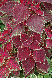 Volcano Coleus (Solenostemon scutellarioides 'Volcano') at Lakeshore Garden Centres