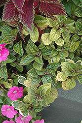 Purple Swedish Ivy (Plectranthus purpuratus) at Lakeshore Garden Centres