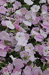 Wave Misty Lilac Petunia (Petunia 'Wave Misty Lilac') at The Mustard Seed