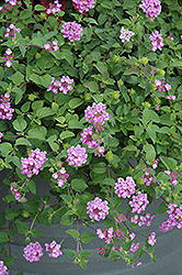 Purple Trailing Lantana (Lantana montevidensis) at Lakeshore Garden Centres