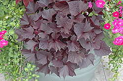 Sweet Caroline Bewitched Sweet Potato Vine (Ipomoea batatas 'Sweet Caroline Bewitched') at Lakeshore Garden Centres