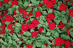Dazzler Cranberry Impatiens (Impatiens 'Dazzler Cranberry') at Lakeshore Garden Centres
