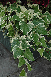 Gloire de Marengo Ivy (Hedera algeriensis 'Gloire de Marengo') at Golden Acre Home & Garden