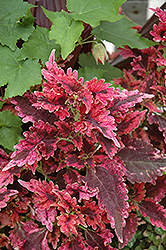 Plum Parfait Coleus (Solenostemon scutellarioides 'Plum Parfait') at Lakeshore Garden Centres