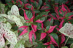 Party Time Alternanthera (Alternanthera ficoidea 'Party Time') at Lakeshore Garden Centres