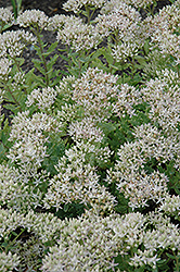 Thundercloud Stonecrop (Sedum 'Thundercloud') at Lakeshore Garden Centres