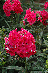 Watermelon Punch Garden Phlox (Phlox paniculata 'Watermelon Punch') at Lakeshore Garden Centres
