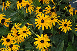 Pot Of Gold Coneflower (Rudbeckia fulgida 'Pot Of Gold') at Lakeshore Garden Centres