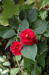 Musica Elegant Red Impatiens (Impatiens 'Musica Elegant Red') at Lakeshore Garden Centres