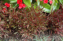 Burgundy Threadleaf Alternanthera (Alternanthera dentata 'Burgundy Threadleaf') at Lakeshore Garden Centres