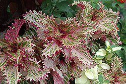 Pink Ruffles Coleus (Solenostemon scutellarioides 'Pink Ruffles') at Lakeshore Garden Centres