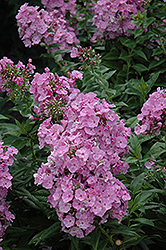Juliet Garden Phlox (Phlox paniculata 'Juliet') at Lakeshore Garden Centres