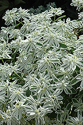 Summer Icicle Spurge (Euphorbia marginata 'Summer Icicle') at Lakeshore Garden Centres