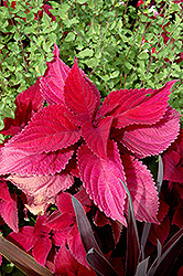 Hot Lava Coleus (Solenostemon scutellarioides 'Hot Lava') at Lakeshore Garden Centres