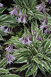 Hi Ho Silver Hosta (Hosta 'Hi Ho Silver') at Lakeshore Garden Centres