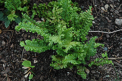 Parsley Male Fern (Dryopteris filix-mas 'Parsley') at Golden Acre Home & Garden