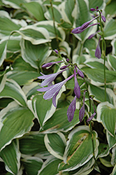 Ground Master Hosta (Hosta 'Ground Master') at Lakeshore Garden Centres