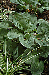 Roundabout Hosta (Hosta 'Roundabout') at Lakeshore Garden Centres