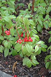 Fuchsia Begonia (Begonia fuchsioides) at Lakeshore Garden Centres