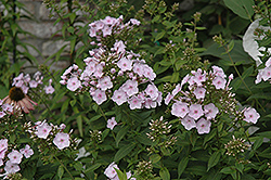 Tracey's Treasure Garden Phlox (Phlox paniculata 'Tracy's Treasure') at Lakeshore Garden Centres