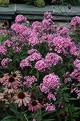 Miss Pepper Garden Phlox (Phlox paniculata 'Miss Pepper') at Lakeshore Garden Centres