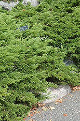 Prairie Elegance Juniper (Juniperus horizontalis 'BowDak') at Lakeshore Garden Centres